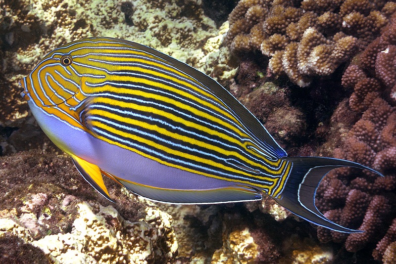 ภาพ ปลาขี้ตังเบ็ดลายเส้น (Acanthurus lineatus)