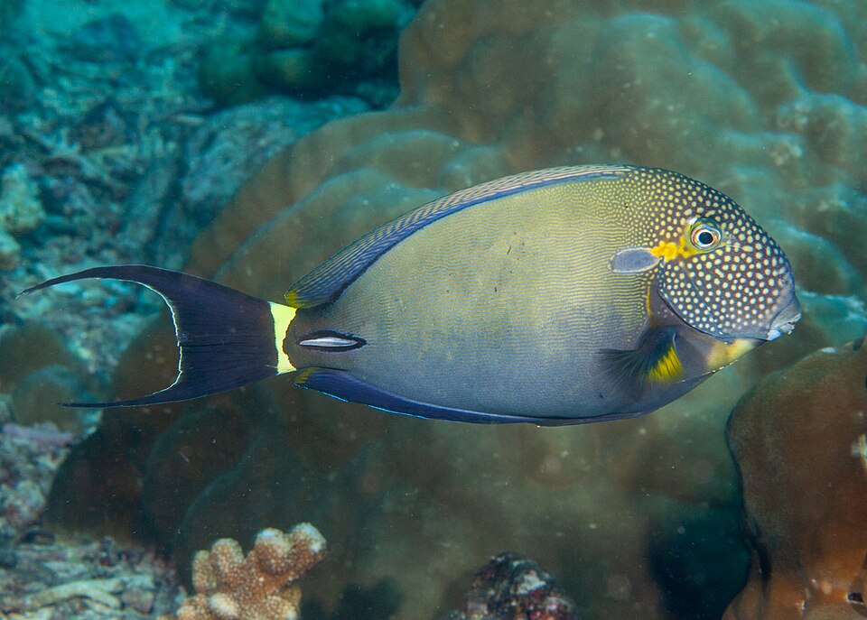 ภาพ ปลาขี้ตังเบ็ด maculiceps (Acanthurus maculiceps)