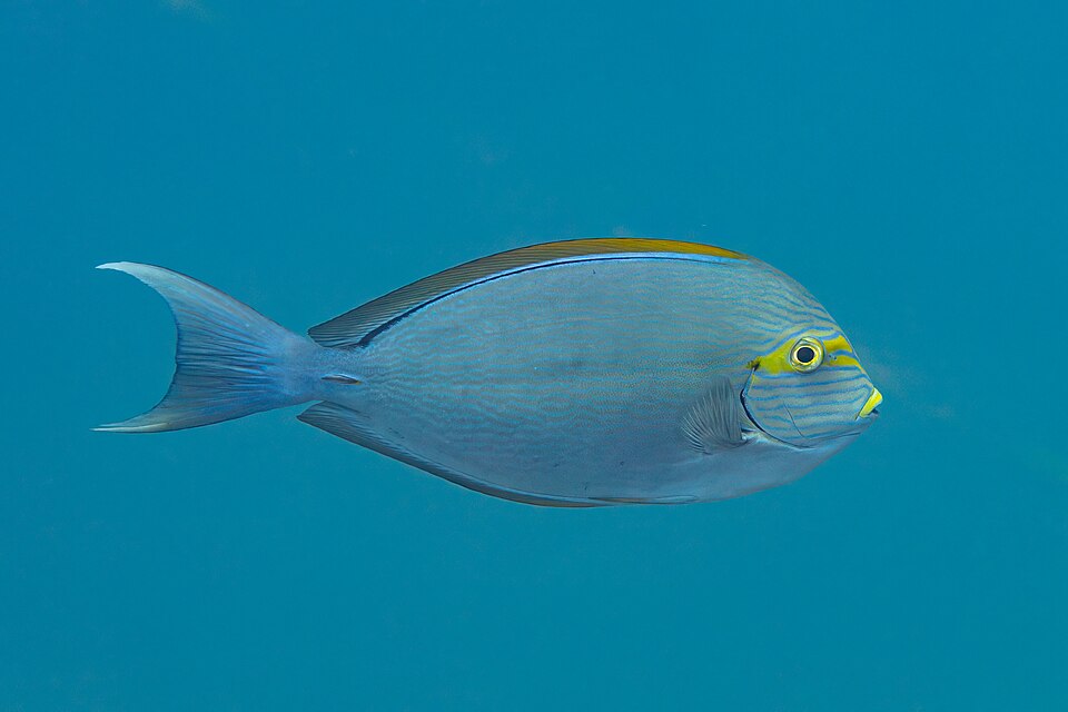 ภาพ ปลาขี้ตังเบ็ดหน้าเหลือง (Acanthurus mata)