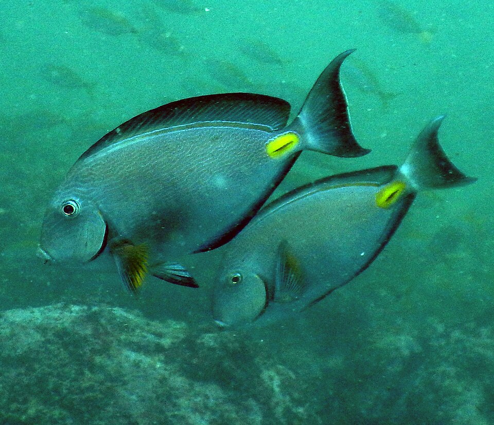 ภาพ ปลาขี้ตังเบ็ด monroviae (Acanthurus monroviae)