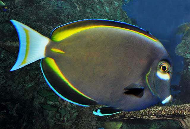ภาพ ปลาขี้ตังเบ็ดดำ (Acanthurus nigricans)