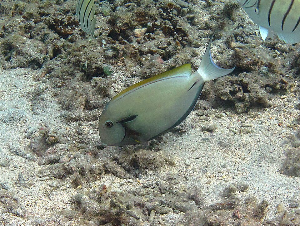 ภาพ ปลาขี้ตังเบ็ดดำลายขวาง (Acanthurus nigricauda)