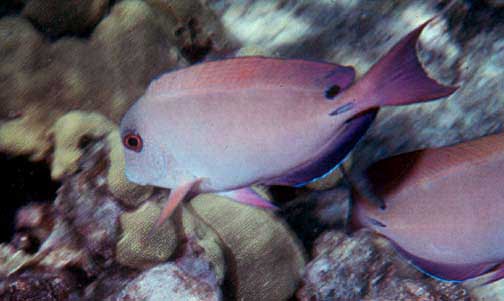 ภาพ ปลาขี้ตังเบ็ด nigrofuscus (Acanthurus nigrofuscus)