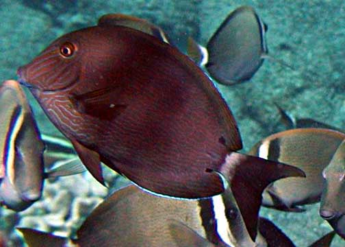 ภาพ ปลาขี้ตังเบ็ด nigroris (Acanthurus nigroris)