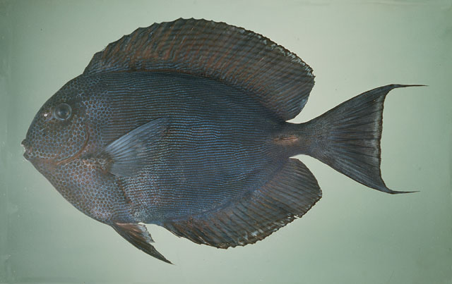 ภาพ ปลาขี้ตังเบ็ด nubilus (Acanthurus nubilus)