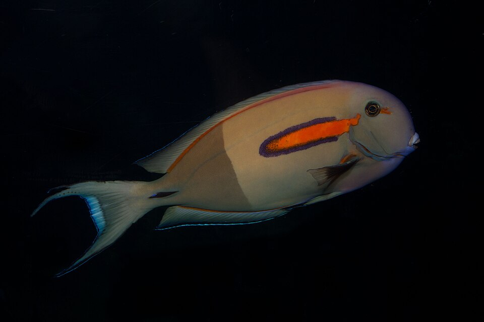 ภาพ ปลาขี้ตังเบ็ดแต้มส้ม (Acanthurus olivaceus)