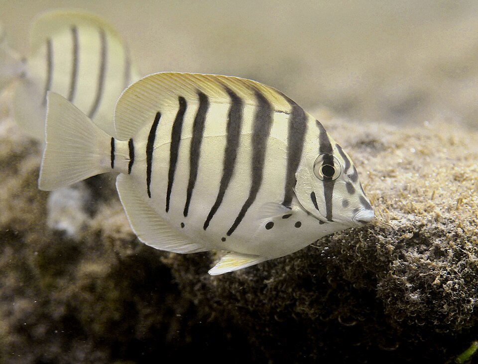 ภาพ ปลาขี้ตังเบ็ด polyzona (Acanthurus polyzona)