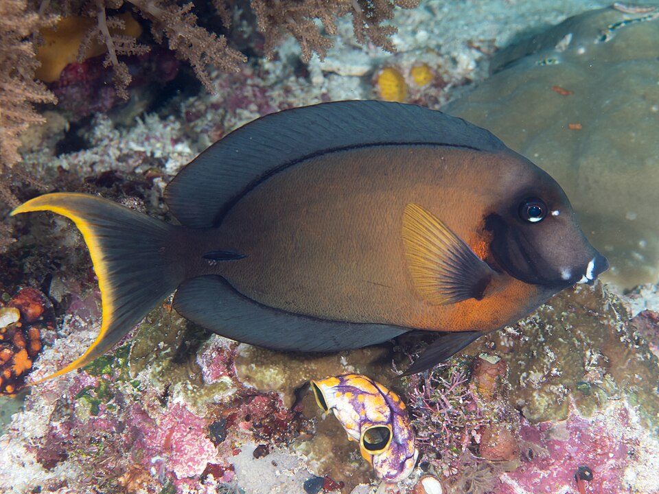 ภาพ ปลาขี้ตังเบ็ดปากขาว (Acanthurus pyroferus)