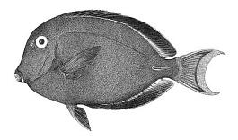 ภาพ ปลาขี้ตังเบ็ด rackliffei (Acanthurus rackliffei)