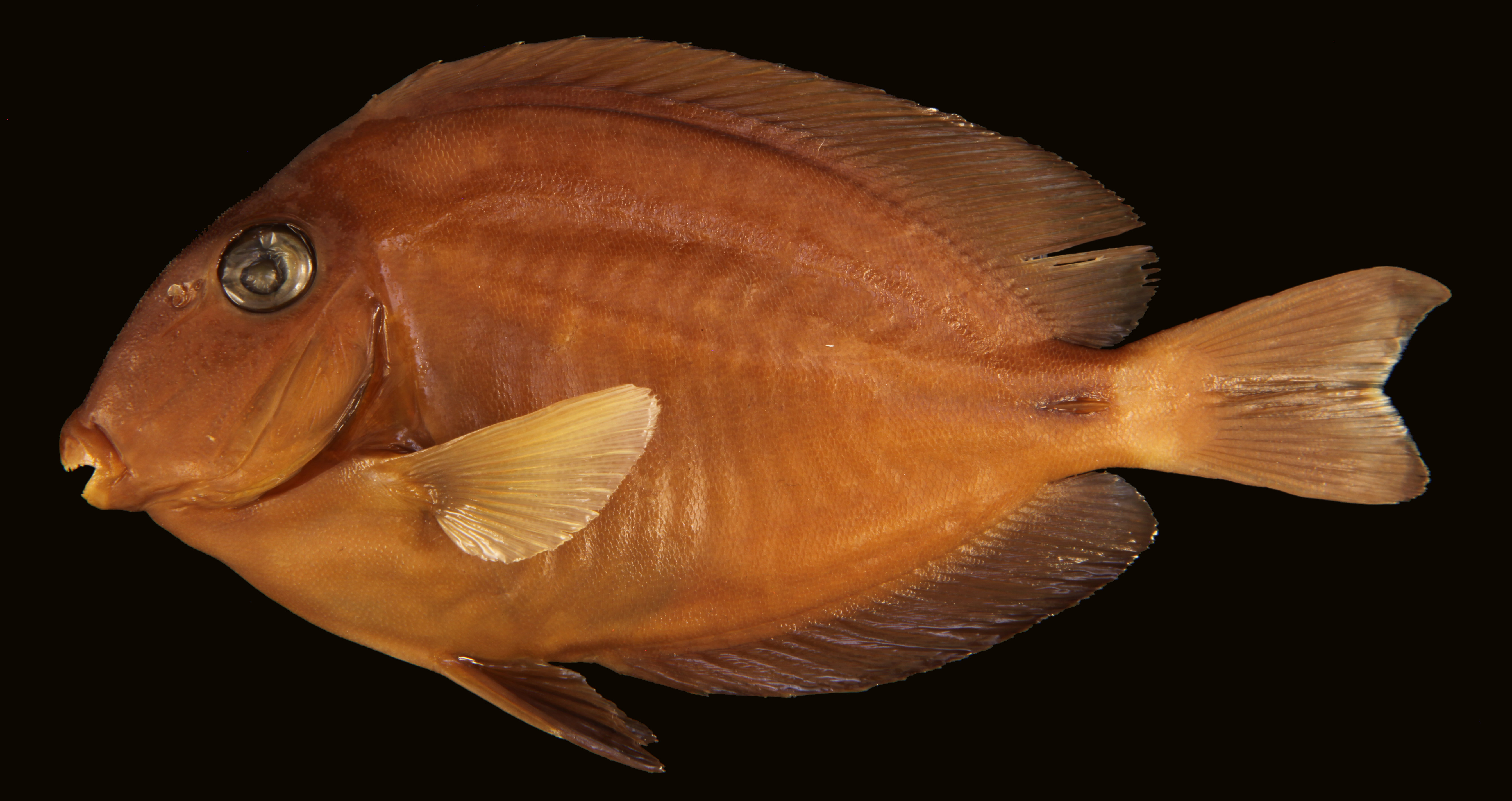ภาพ ปลาขี้ตังเบ็ด randalli (Acanthurus randalli)