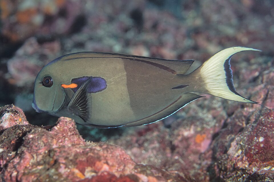 ภาพ ปลาขี้ตังเบ็ด reversus (Acanthurus reversus)