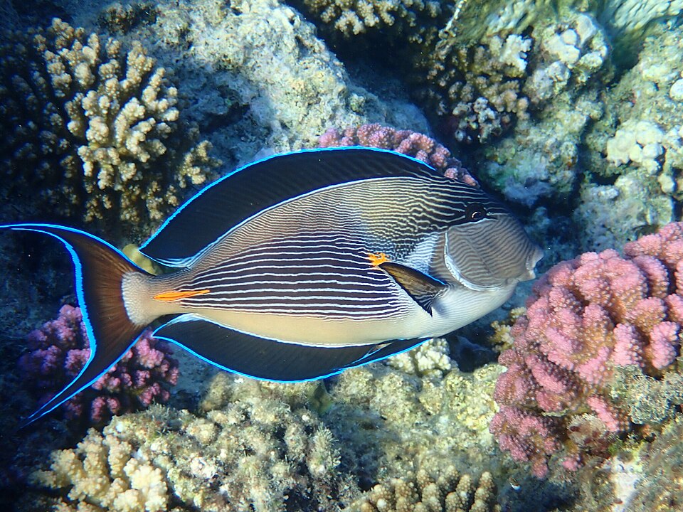 ภาพ ปลาขี้ตังเบ็ดแดงตัวตลก (Acanthurus sohal)