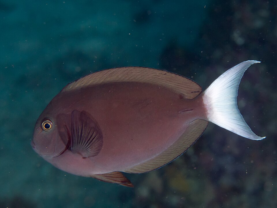 ภาพ ปลาขี้ตังเบ็ด thompsoni (Acanthurus thompsoni)