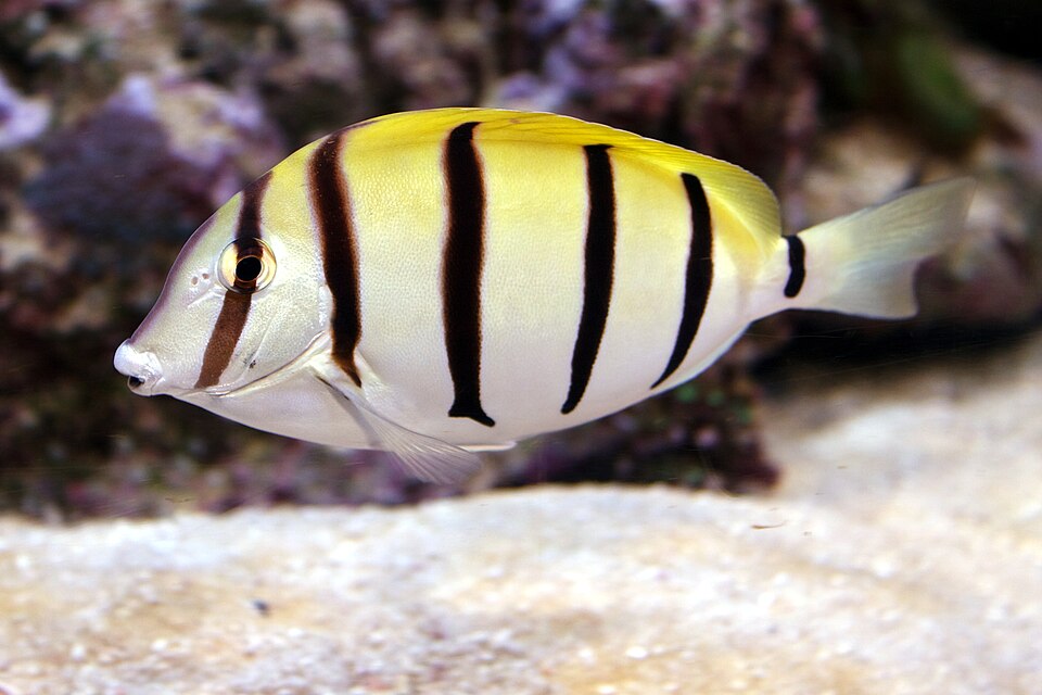 ภาพ ปลาขี้ตังเบ็ดลายบั้ง (Acanthurus triostegus)