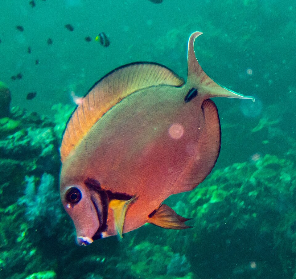 ภาพ ปลาขี้ตังเบ็ด tristis (Acanthurus tristis)