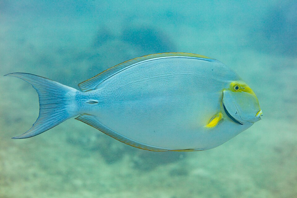 ภาพ ปลาขี้ตังเบ็ดปีกเหลือง (Acanthurus xanthopterus)
