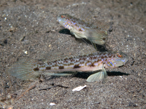 ภาพ ปลาบู่บู่ (Acentrogobius cenderawasih)