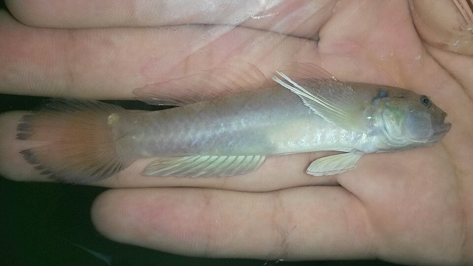 ภาพ ปลาบู่บู่ (Acentrogobius dayi)
