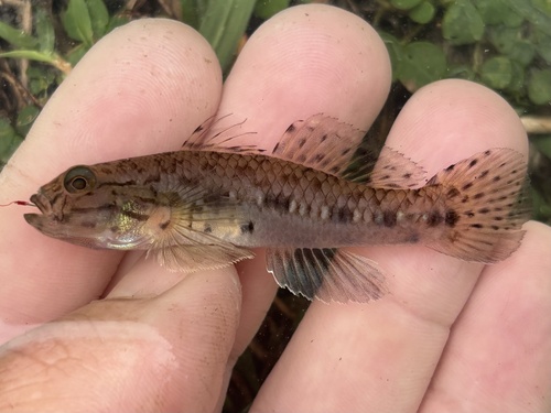 ภาพ ปลาบู่ครีบม่วง (Acentrogobius janthinopterus)