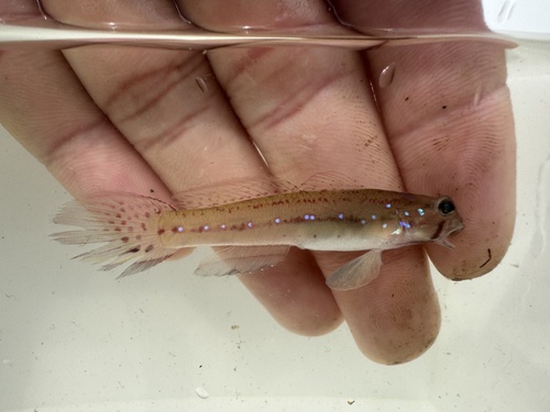 ภาพ ปลาบู่ moloanus (Acentrogobius moloanus)