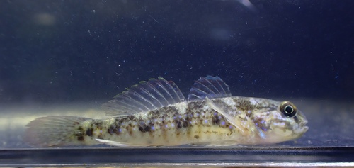 ภาพ ปลาบู่ลายเส้นบู่ (Acentrogobius multifasciatus)