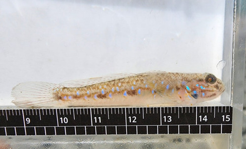 ภาพ ปลาบู่ pellidebilis (Acentrogobius pellidebilis)