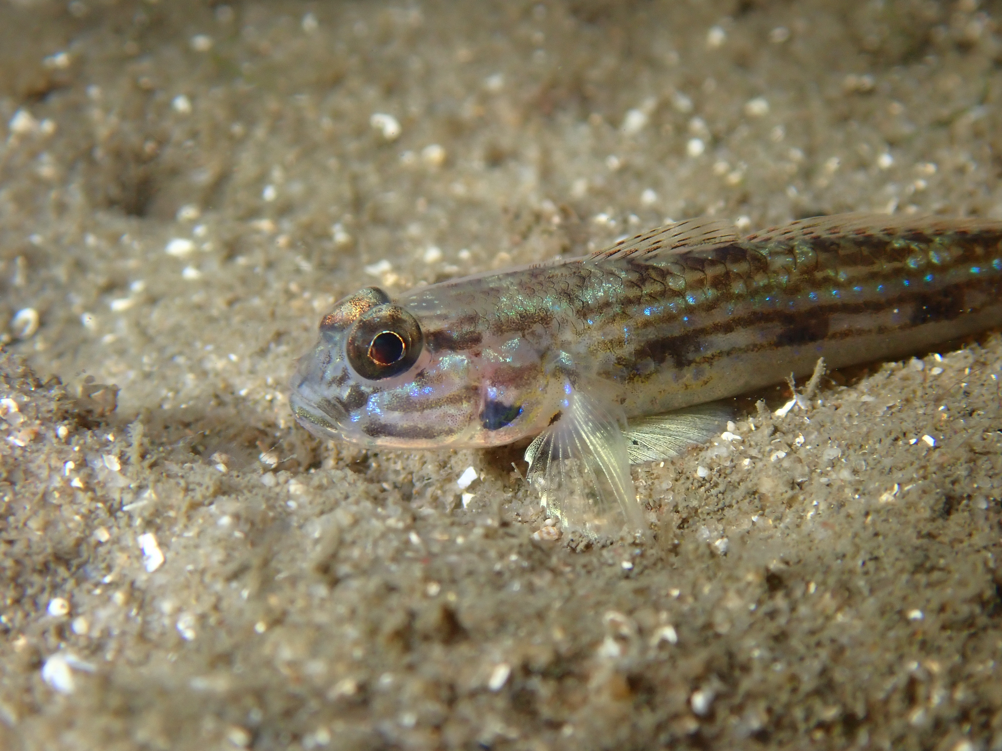 ภาพ ปลาบู่ pflaumii (Acentrogobius pflaumii)
