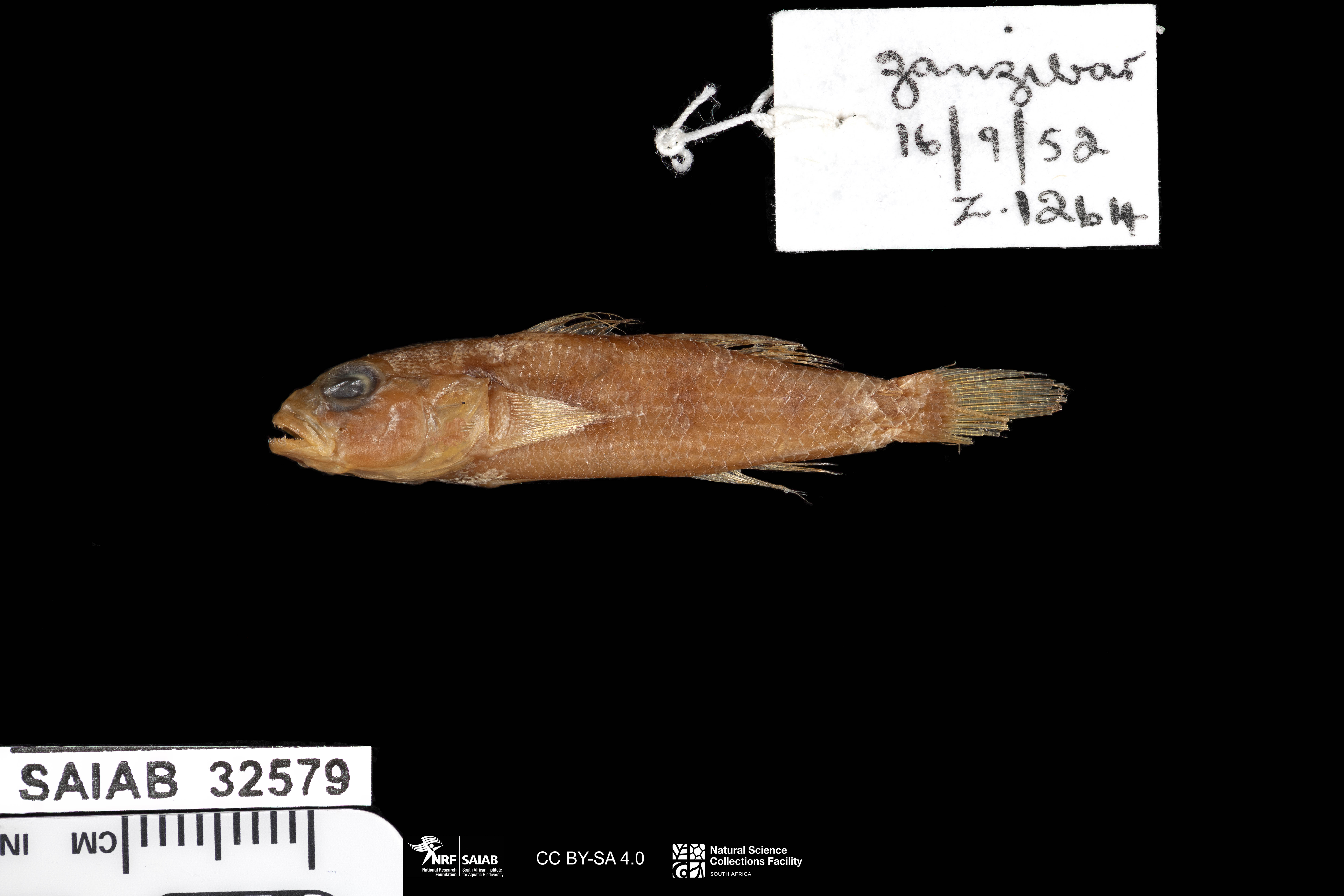 ภาพ ปลาบู่บู่ (Acentrogobius simplex)