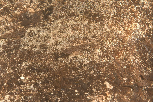 ภาพ ปลาบู่บู่ (Acentrogobius suluensis)