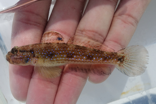 ภาพ ปลาบู่ลายเส้น (Acentrogobius virgatulus)