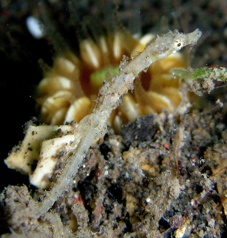 ภาพ ม้าน้ำแคระ (Acentronura breviperula)