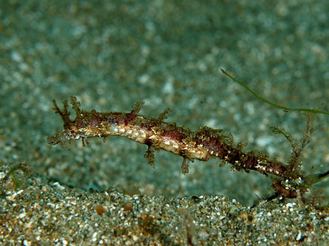 ภาพ ม้าน้ำ gracilissima (Acentronura gracilissima)