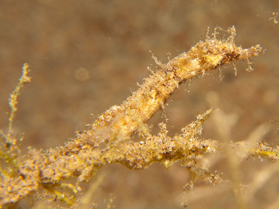ภาพ ม้าน้ำแคระ (Acentronura tentaculata)