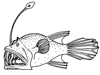 ภาพ ปลา longidens (Acentrophryne longidens)