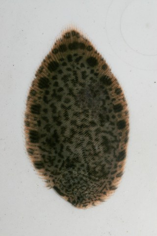 ภาพ ปลา melanorhynchus (Achiroides melanorhynchus)