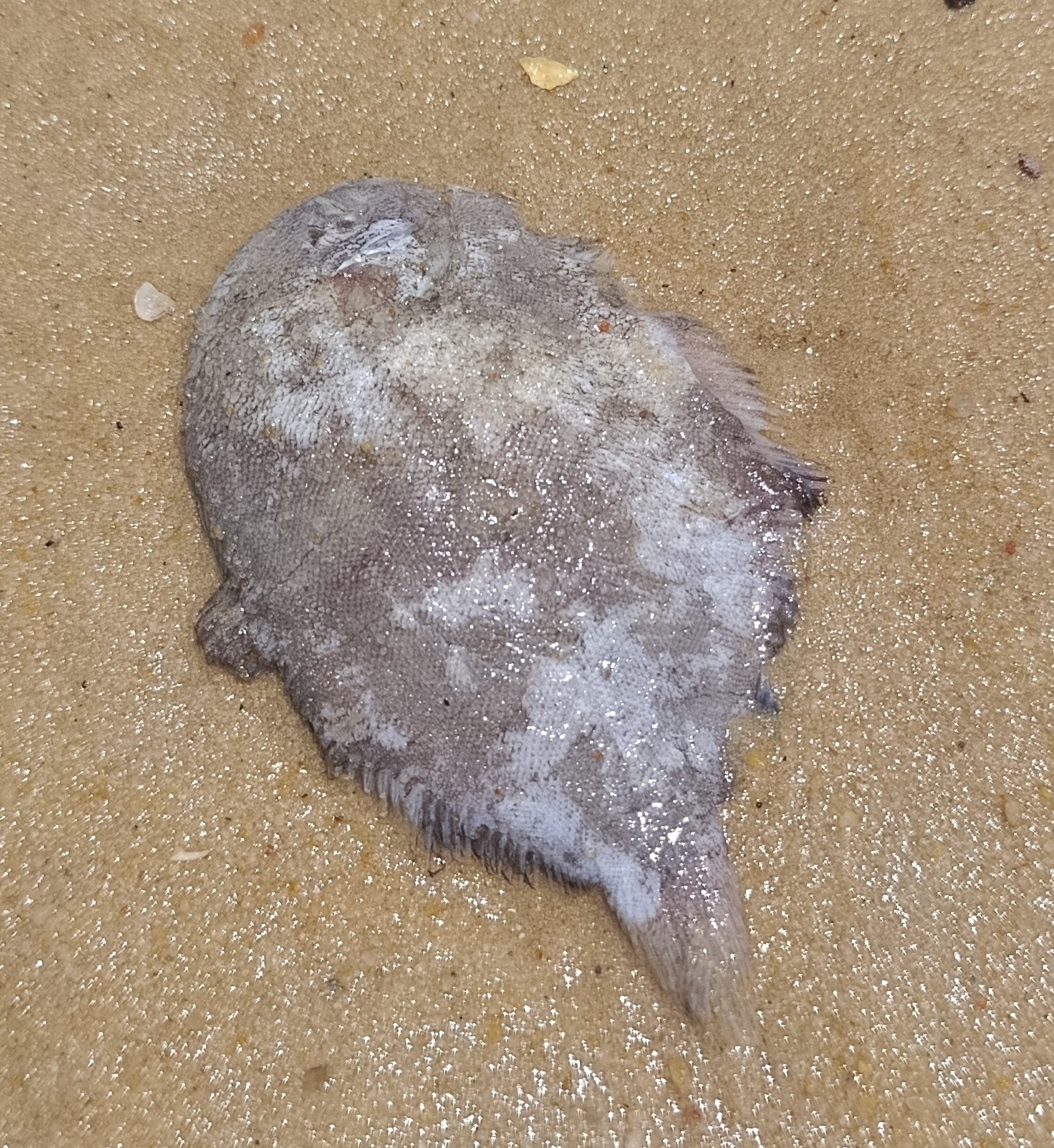 ภาพ ปลา declivis (Achirus declivis)