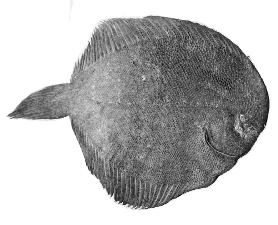 ภาพ ปลา mucuri (Achirus mucuri)