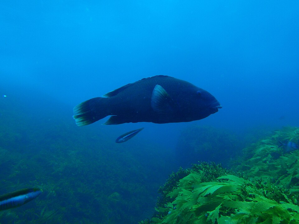 ภาพ ปลานกขุนทองน้ำเงิน (Achoerodus gouldii)