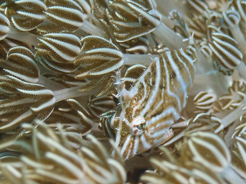 ภาพ ปลาวัวหนังปะการัง (Acreichthys radiatus)