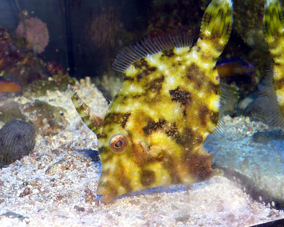 ภาพ ปลาวัวหนัง tomentosus (Acreichthys tomentosus)