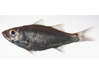 ภาพ ปลา leobergi (Acropoma leobergi)