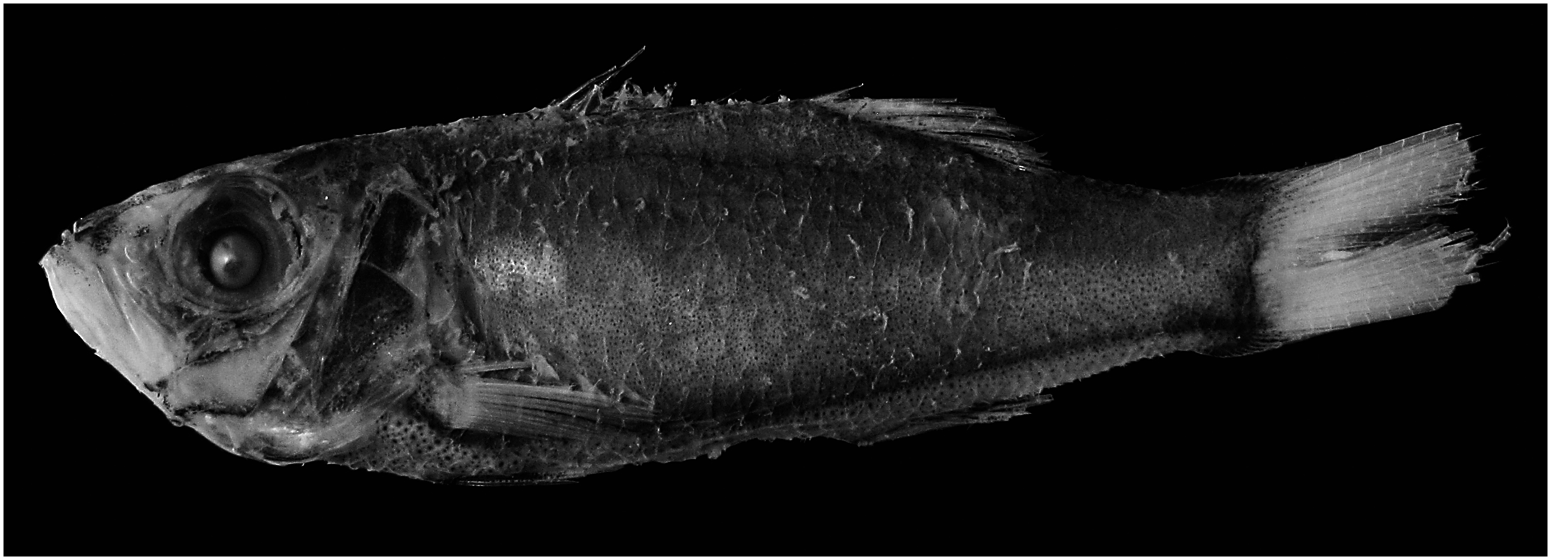 ภาพ ปลา profundum (Acropoma profundum)