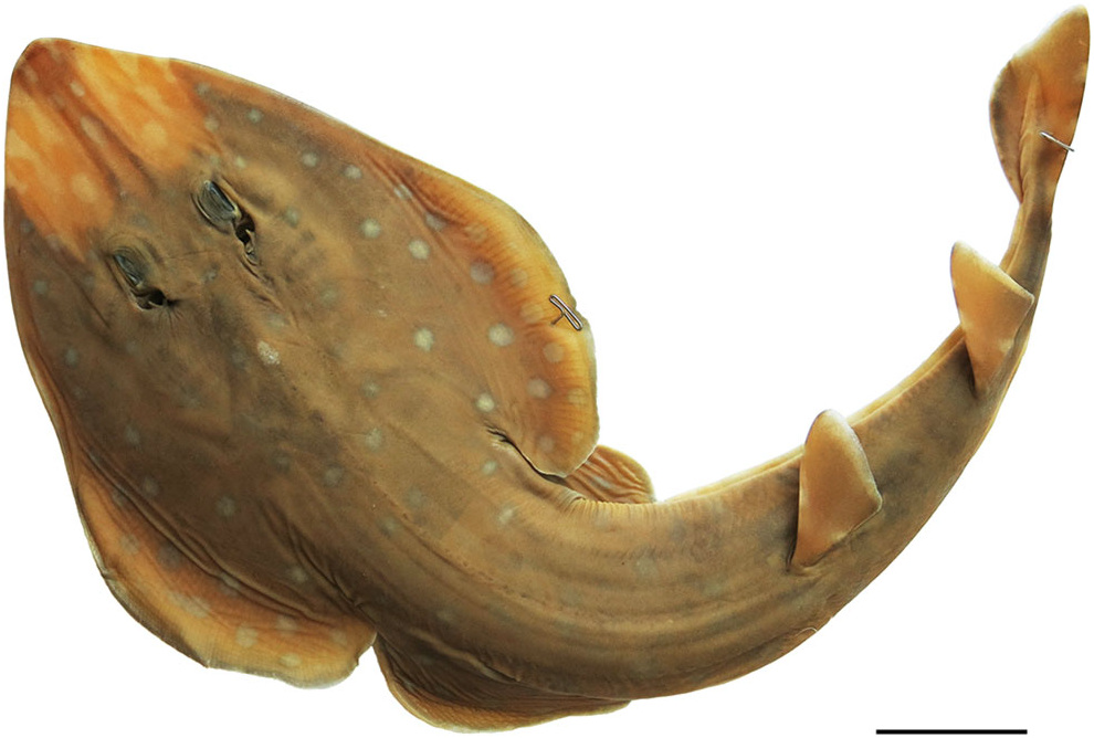 ภาพ ปลา andysabini (Acroteriobatus andysabini)