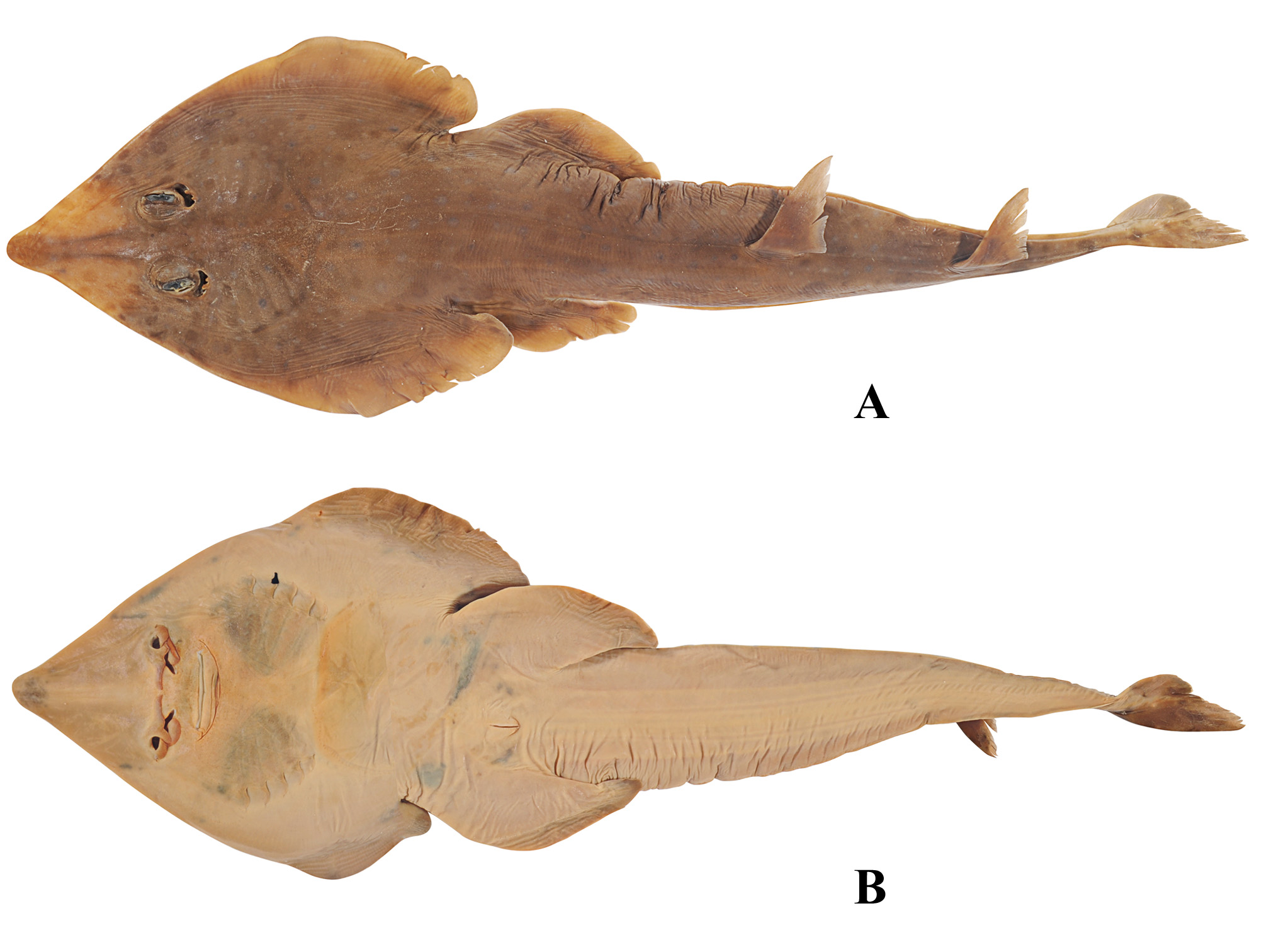 ภาพ ปลา omanensis (Acroteriobatus omanensis)
