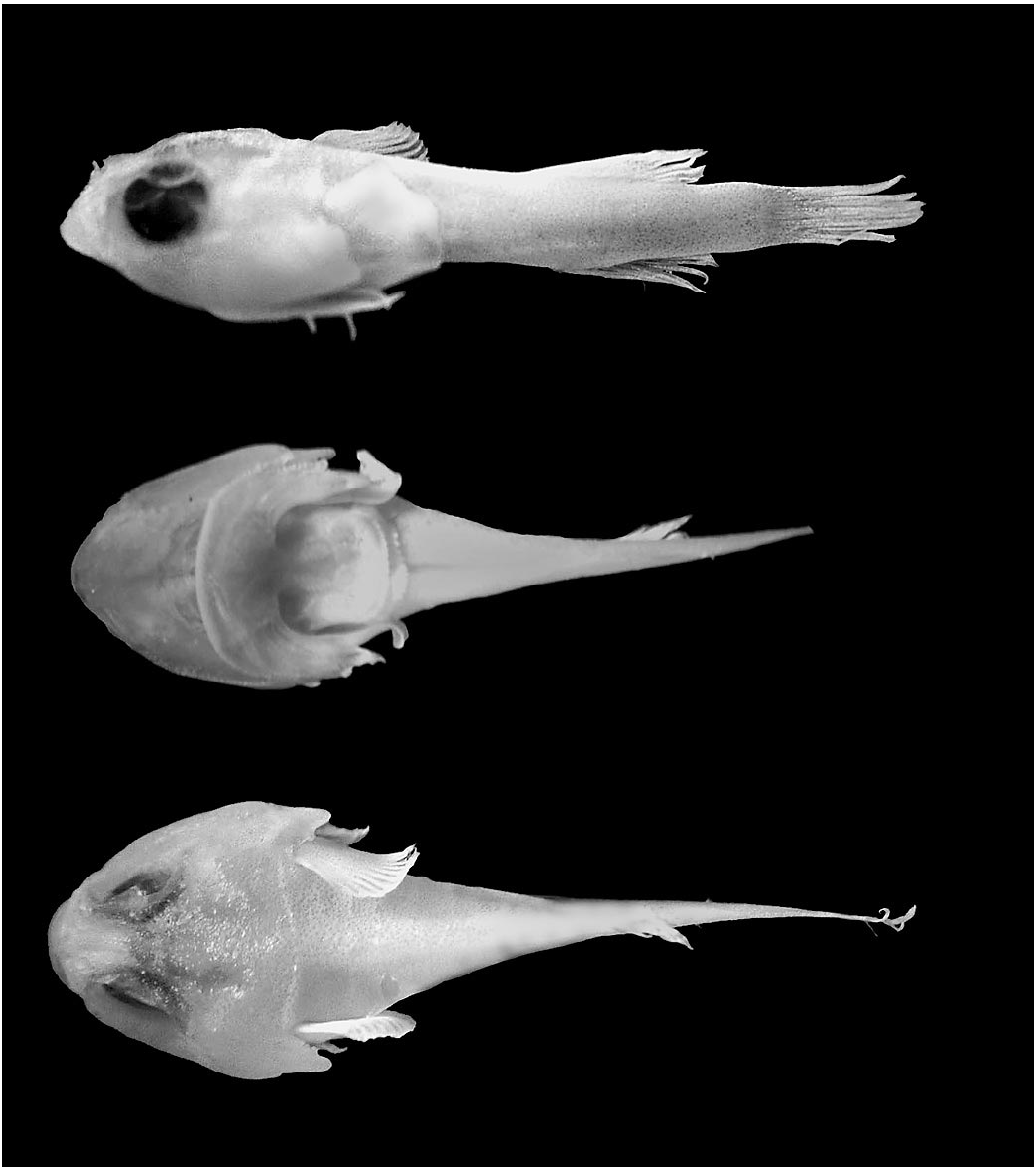 ภาพ ปลา pauciradiatus (Acyrtus pauciradiatus)