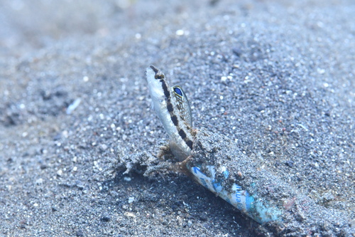 ภาพ ปลาตั๊กแตนหิน deloachi (Adelotremus deloachi)