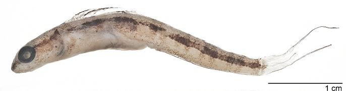 ภาพ ปลาตั๊กแตนหินตั๊กแตนหิน (Adelotremus leptus)