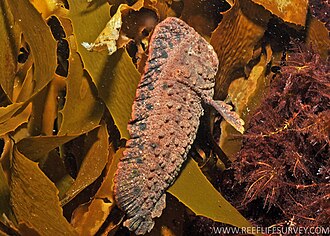 ภาพ ปลา maculatus (Aetapcus maculatus)