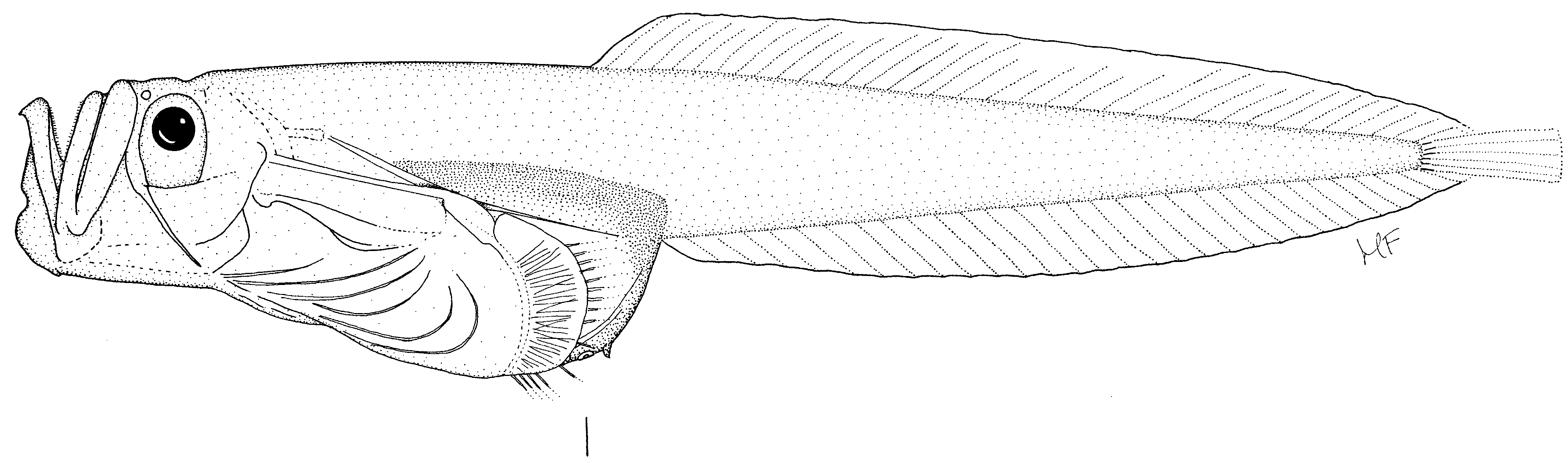 ภาพ ปลา taurocanis (Aetheliparis taurocanis)