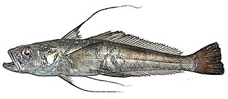 ภาพ ปลา mitopteryx (Aethotaxis mitopteryx)